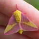 Illustration for article titled Help me identify this moth